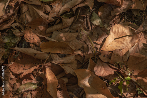 Detalle de hojas secas en el bosque