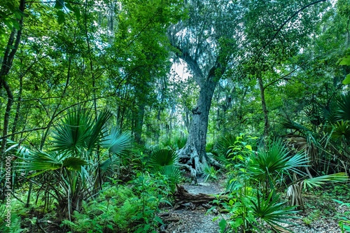 Swamp vegetation at the Barataria Preserve of Jean Lafitte National Park,  Lafitte, Louisiana photo