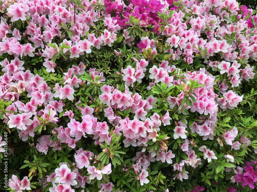 Azalea flowers in the park