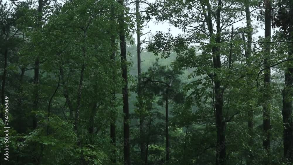 Rain falling on tree leaves in the forest on a cloudy rainy day. Rain falling on tree leaves in the forest on a cloudy rainy day.