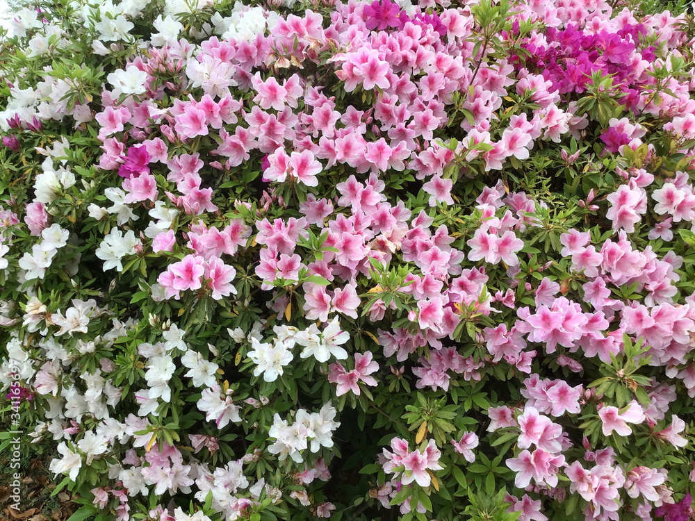 Azalea flowers in the park