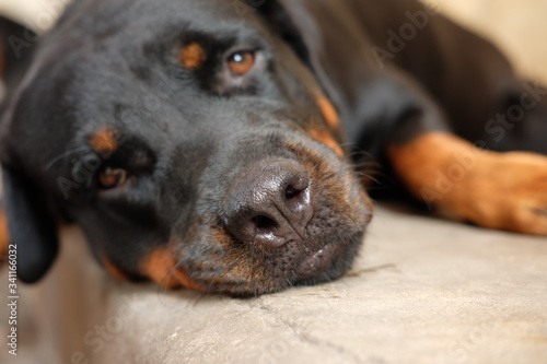close up black dog nose