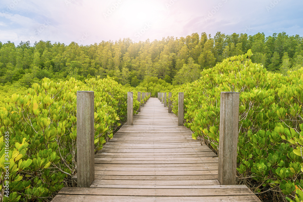 wooden path way along the mangrove tree