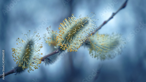 Blooming fluffy willow branches in spring close-up on nature macro with soft focus on a light background. Toning in blue color.