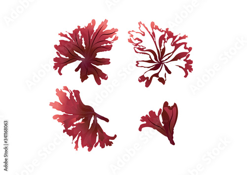 red seaweed  in the ocean
