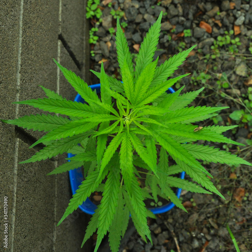 A mariguana plant is growing on a garden with a lot of little rocks. The weed plant looks nice and healthy on a blue bucket next to a grey bricks wall.