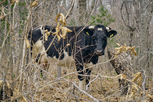 Fototapeta Naklejka Na Ścianę i Meble -  young black cow on a spring meadow in forest. Animal background