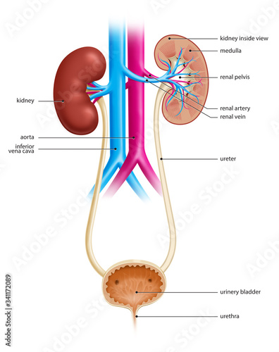 Illustration of the human urinary tract, showing both kidneys and urinary bladder photo