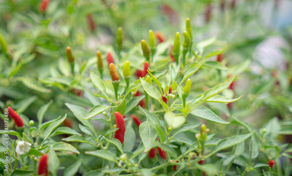 Chili peper plant with red and green fruit.