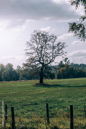 photo of a tree surrounded by a beautiful field 