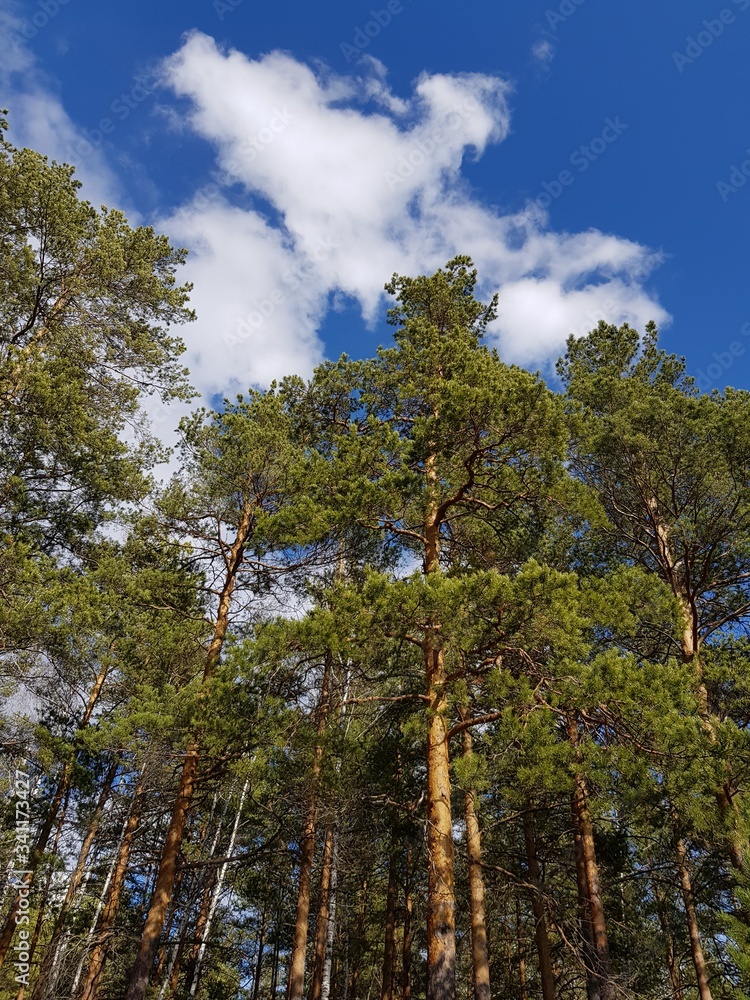 Obraz premium The tops of the trees against the blue sky