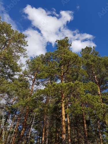 The tops of the trees against the blue sky