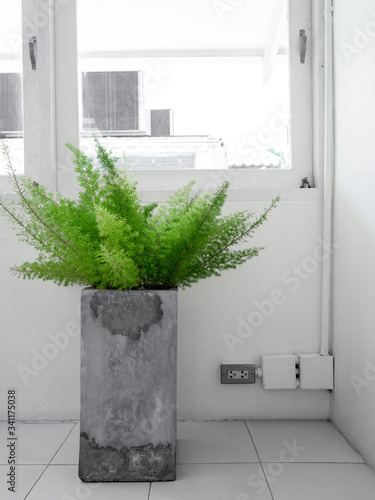Fototapeta Naklejka Na Ścianę i Meble -  Concrete planter or cement pot with green leaves in white room near the window.