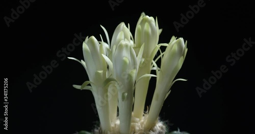 Time lapse of night blooming discocactus flowers, Pot of disco cactus on black background, succulent pot plant for decorative in house, shoot in studio, free space for text. Park and garden concept. photo