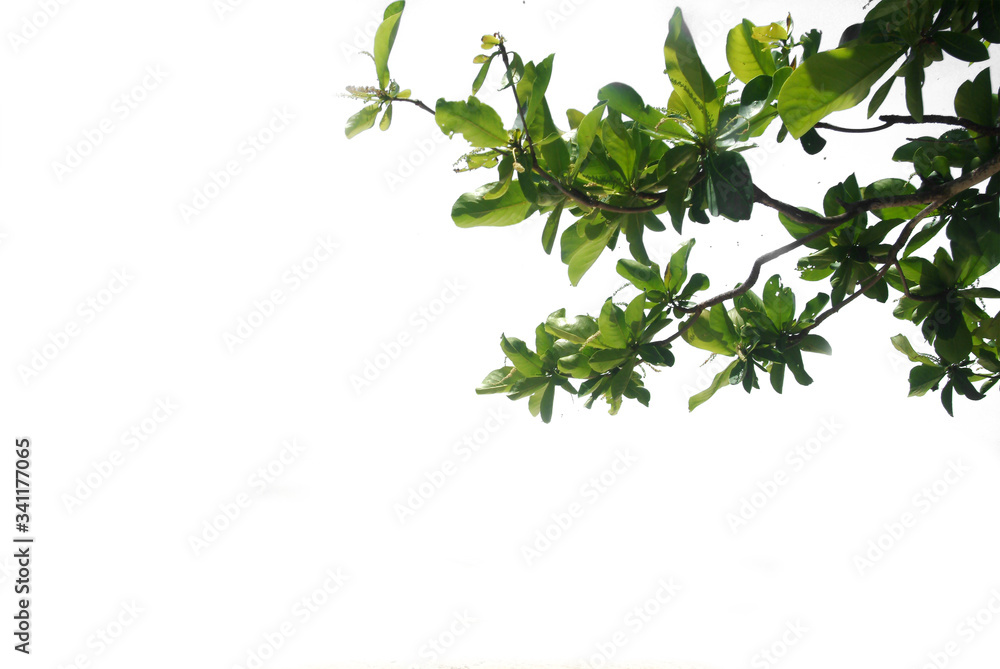 Branches of evergreen trees on isolated, cut plant leaves on a white background with a clipping path. Branches of evergreen trees on isolated, cut plant leaves on a white background with a clipping path.