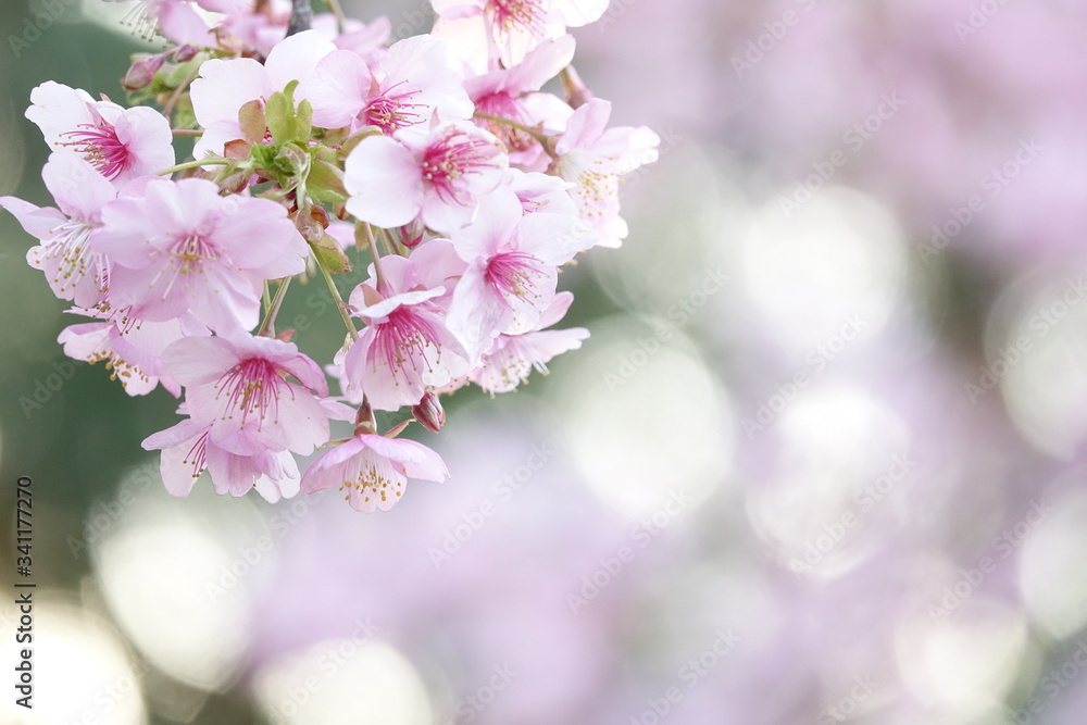 Obraz premium 河津桜