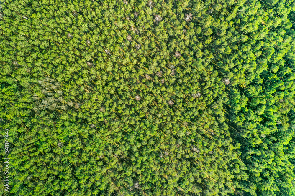 aerial top view of green forest. natural background. textured pattern aerial top view of green forest. natural background. textured pattern