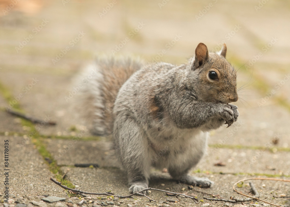 squirrel eating nut squirrel eating nut