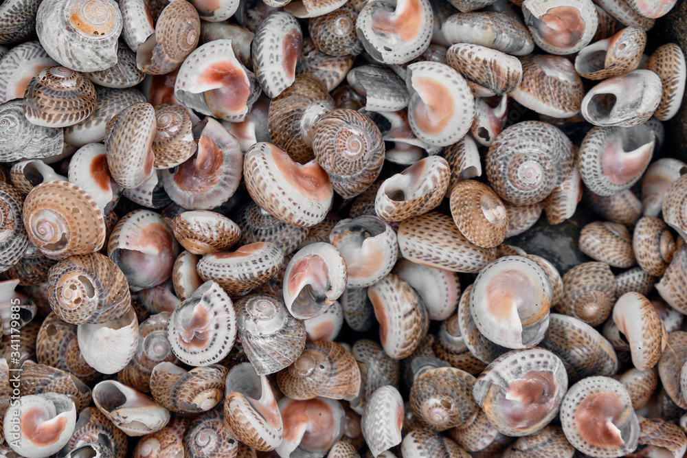 Pattern of colored small seashells on the beach. Texture background with copy space. Top view