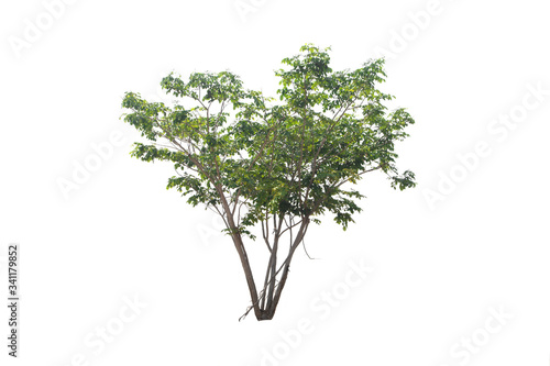 Green tree on isolated, an evergreen leaves plant di cut on white background with clipping path..