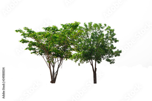 Two green tree on isolated, an evergreen leaves plant di cut on white background with clipping path..