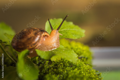 macro image of common garden snail on moss