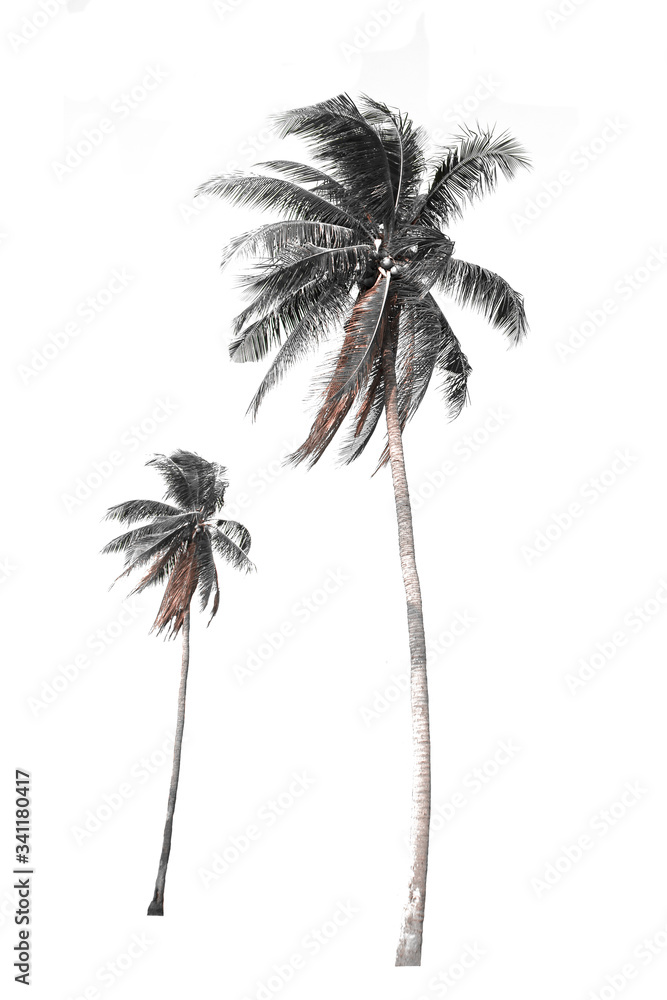 Groups of coconut trees on a white background with the  clipping path..