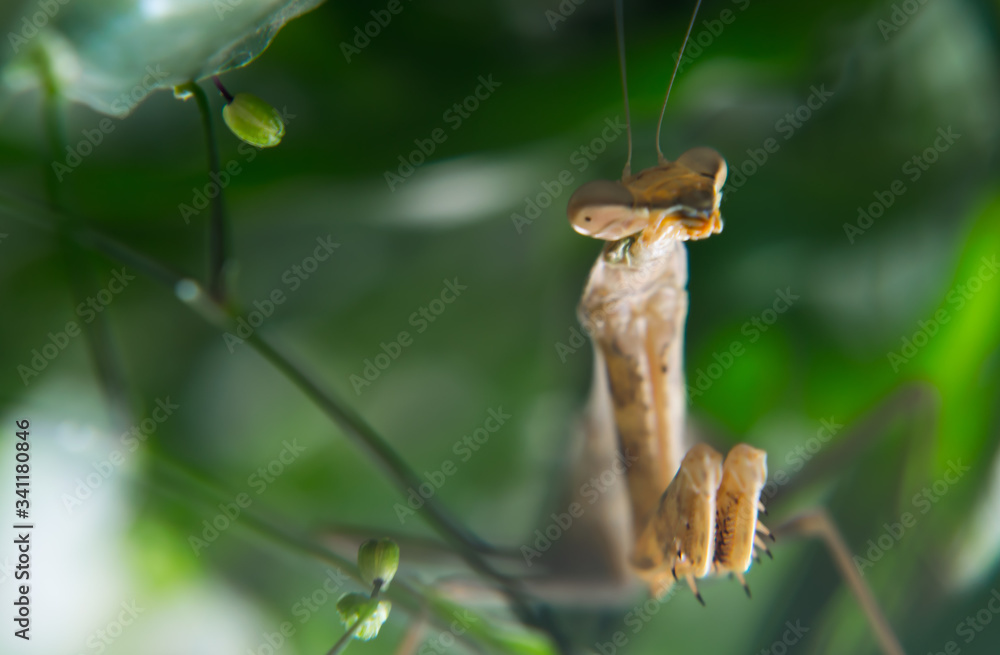 Fototapeta premium praying mantis on a branch