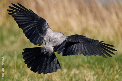 Hooded crow  Corvus cornix 