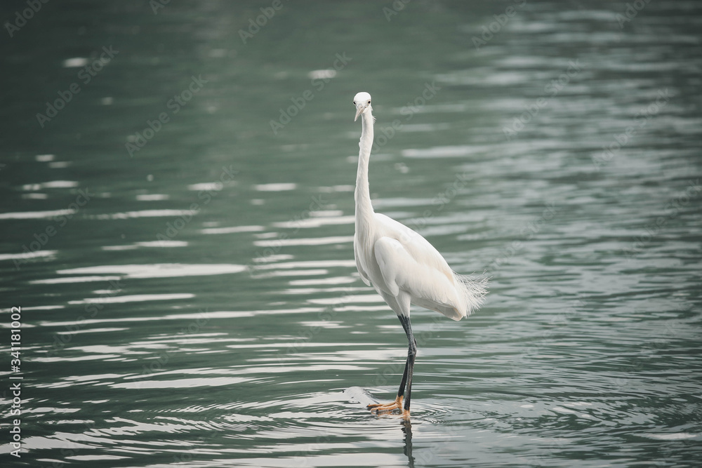 White heron, bittern,or egret bird walking and hunting fish from the river White heron, bittern,or egret bird walking and hunting fish from the river
