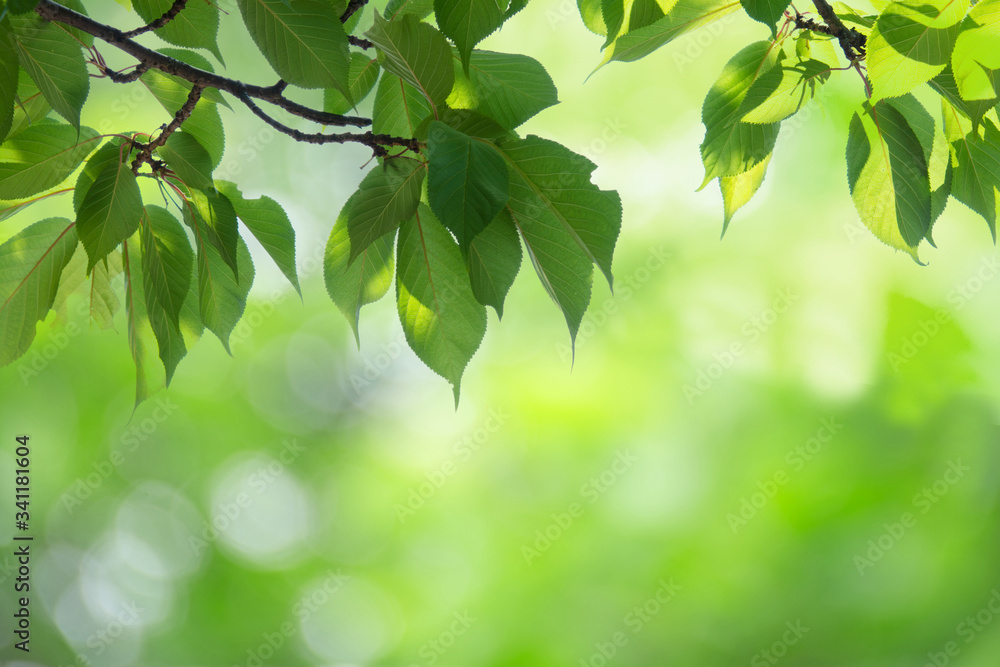Green leaves of cherry tree Green leaves of cherry tree