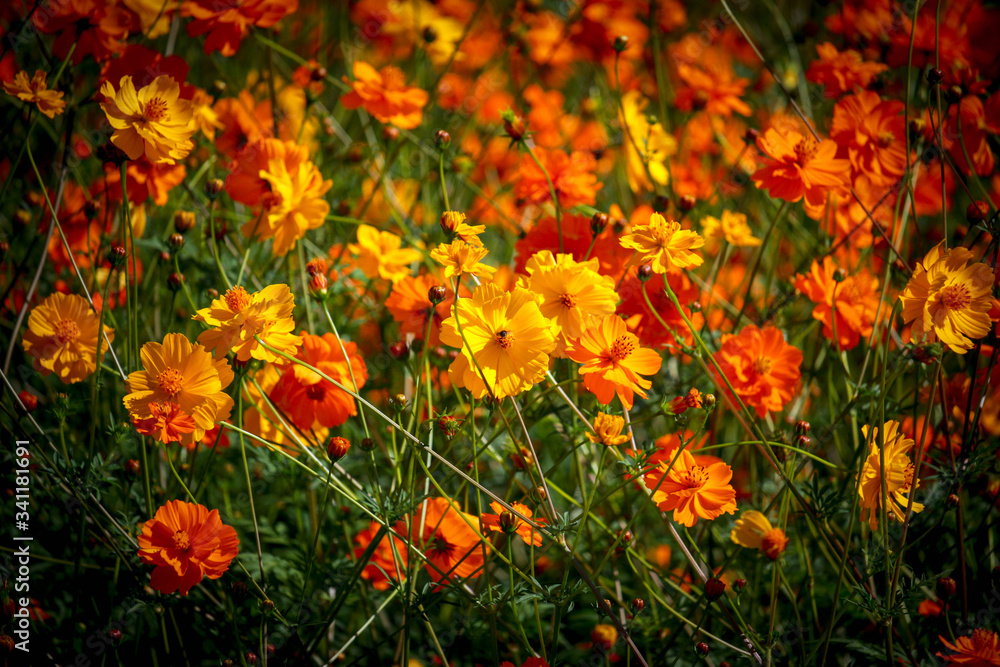 Orange and yellow cosmos flower blooming cosmos flower field, beautiful vivid natural summer garden outdoor park image.