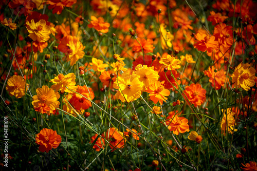 Orange and yellow cosmos flower blooming cosmos flower field, beautiful vivid natural summer garden outdoor park image. © Stella