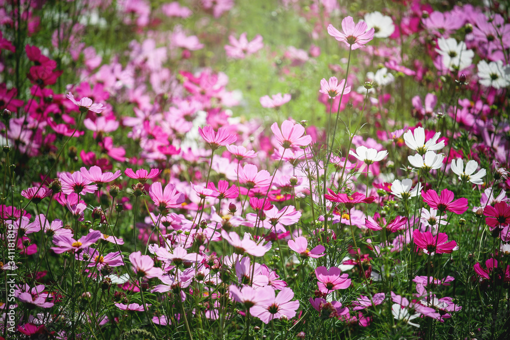 Pink cosmos flower blooming cosmos flower field, beautiful vivid natural summer garden outdoor park image. Pink cosmos flower blooming cosmos flower field, beautiful vivid natural summer garden outdoor park image.