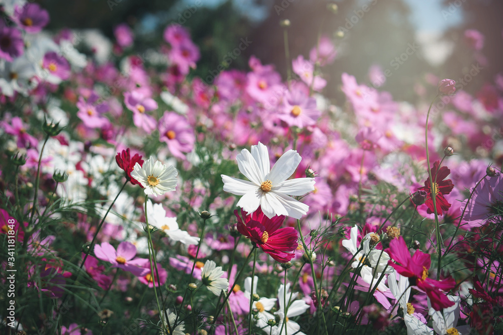 Pink and pink cosmos flower blooming cosmos flower field, beautiful vivid natural summer garden outdoor park image.