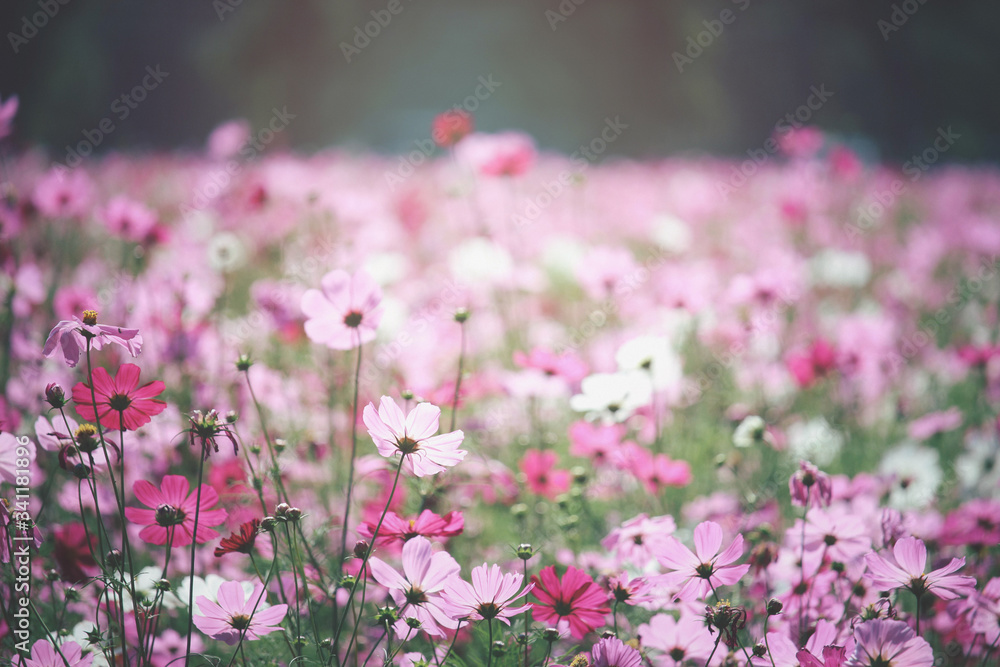 Pink cosmos flower blooming cosmos flower field, beautiful vivid natural summer garden outdoor park image. Pink cosmos flower blooming cosmos flower field, beautiful vivid natural summer garden outdoor park image.