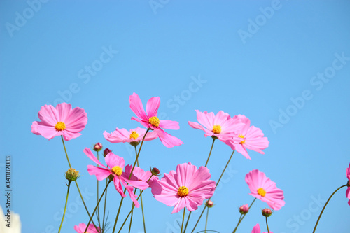 Pink cosmos flower blooming cosmos flower field with blue sky, beautiful vivid natural summer garden outdoor park image.