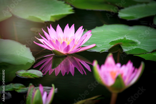 Beautiful pink purple waterlily or lotus flower in pond with reflecting on the water