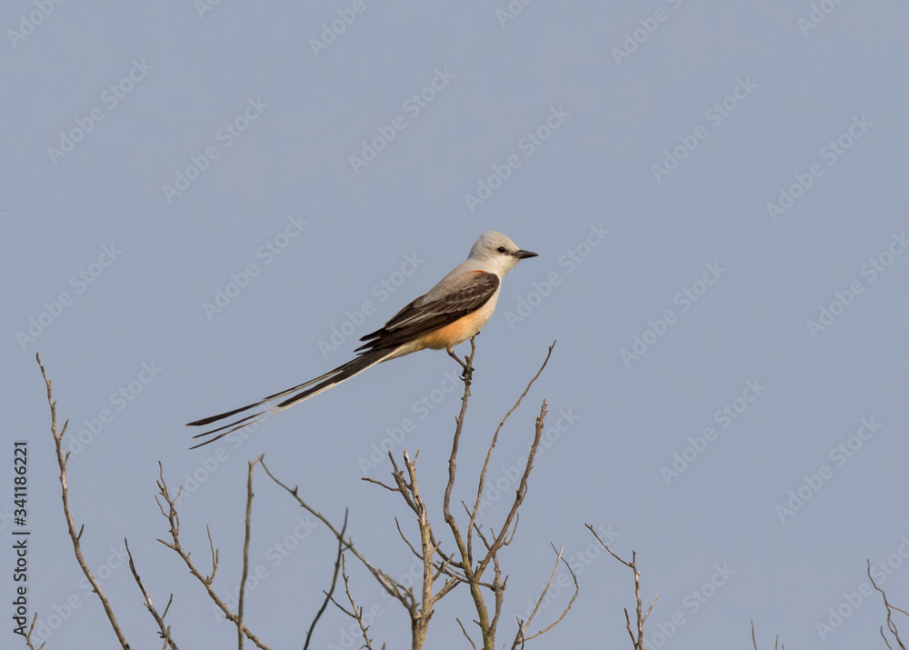 The scissor tailed flycatcher (Tyrannus forficatus) perched on the bush, Texas The scissor tailed flycatcher (Tyrannus forficatus) perched on the bush, Texas