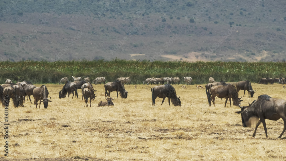 wide shot of a herd of wildebeest feeding at ngorongoro crater wide shot of a herd of wildebeest feeding at ngorongoro crater