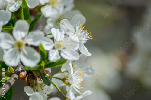 Sour cherry tree blossom, white tender flowers in spring on blue sky, selective focus, seasonal nature flora
