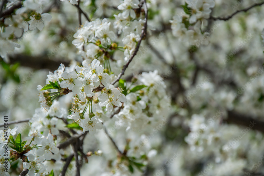 Sour cherry tree blossom, white tender flowers in spring on blue sky, selective focus, seasonal nature flora Sour cherry tree blossom, white tender flowers in spring on blue sky, selective focus, seasonal nature flora
