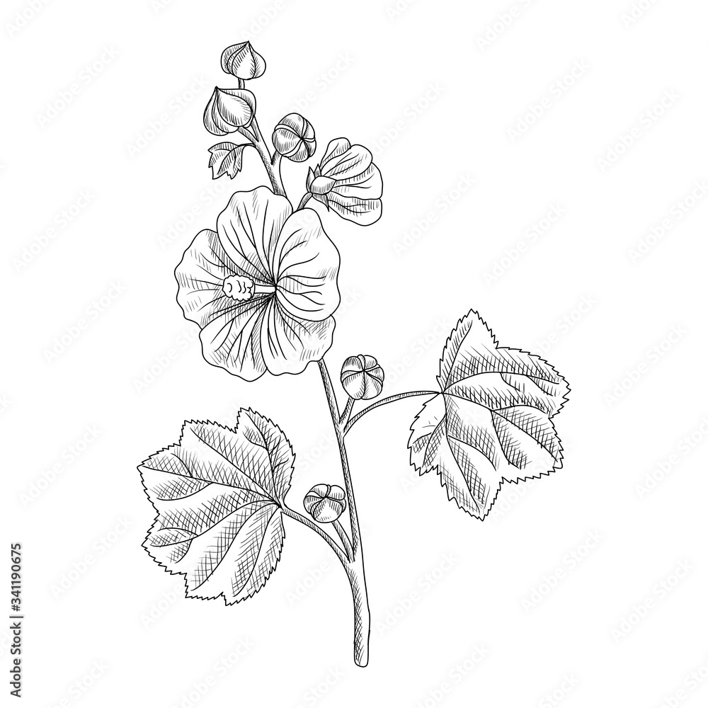 vector drawing hollyhock plant