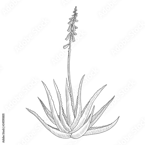 vector drawing aloe vera plant