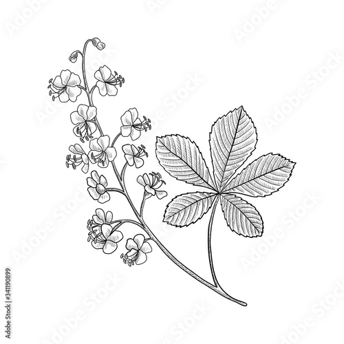 vector drawing horse chestnut plant