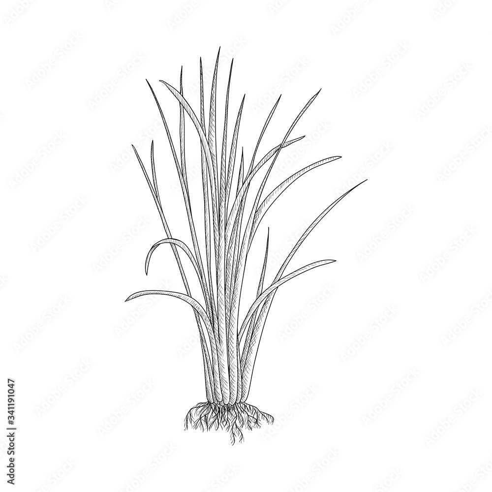 Fototapeta premium vector drawing vetiver plant