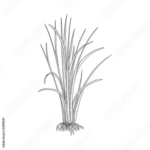 vector drawing vetiver plant