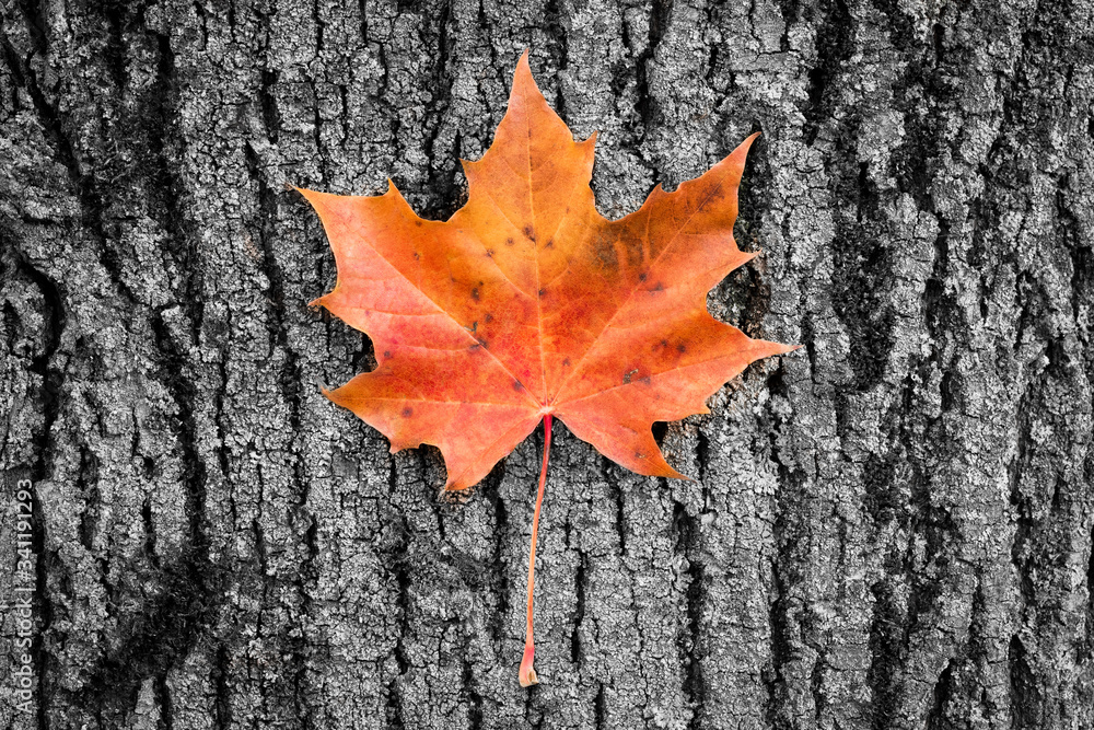 Leaf Maple On Background Of Stem Close Up. Leaf Maple On Background Of Stem Close Up.
