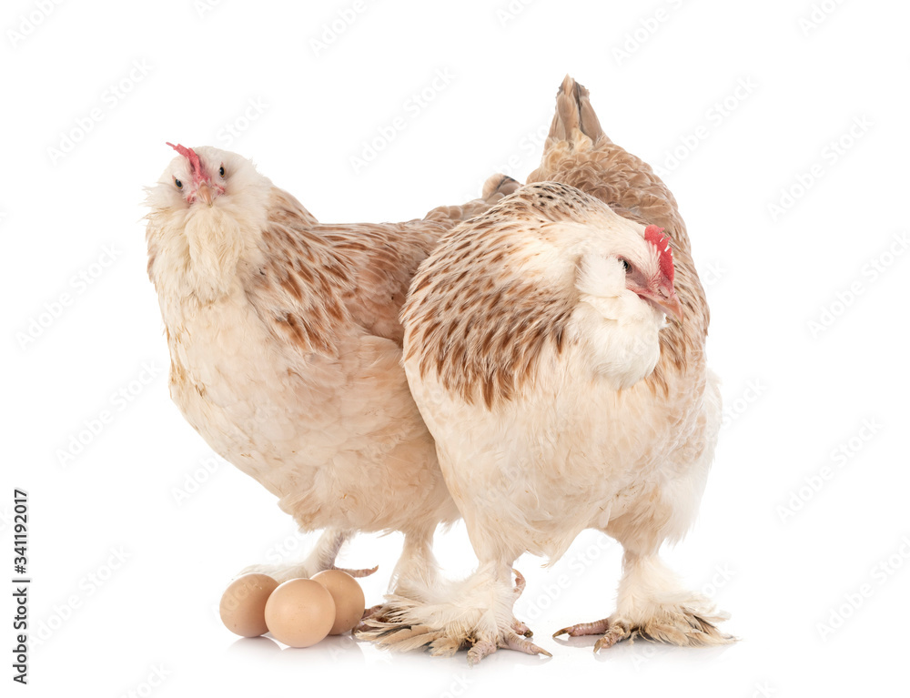 Fototapeta premium Faverolles chicken in studio