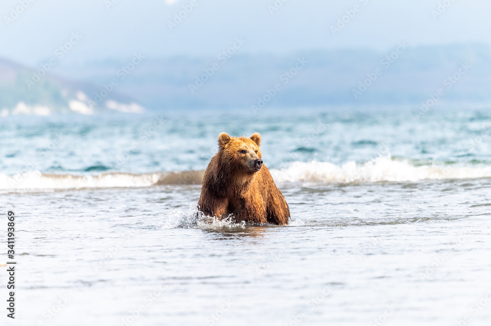 Fototapeta premium Ruling the landscape, brown bears of Kamchatka (Ursus arctos beringianus)